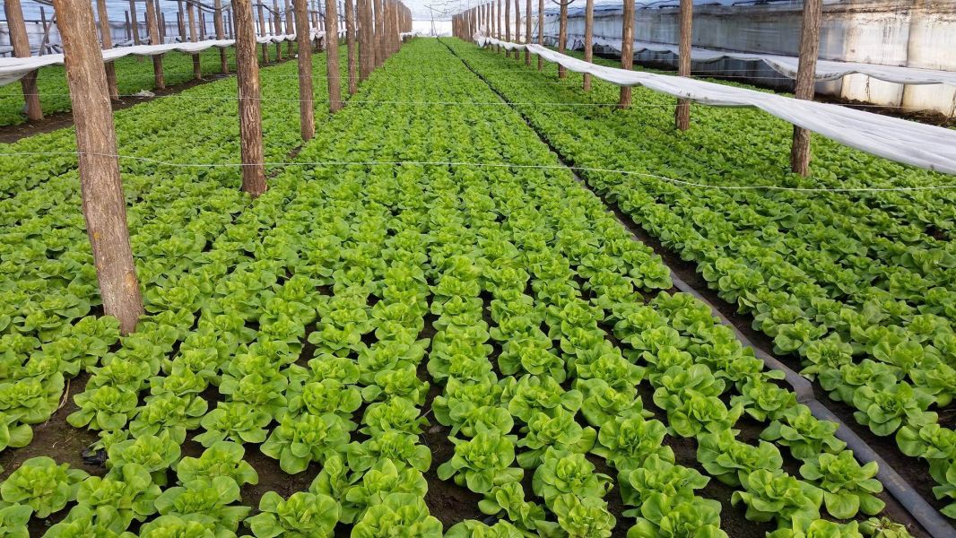 Plantat legume germania 
