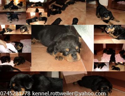 Pui rottweiler deosebiti - mama Vice campiona Europeana juniori 2010 - vom Damirott - Rottweiler Ken