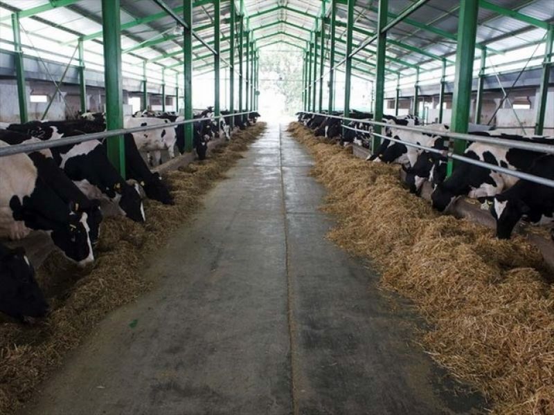 1600 Euro net - Ferme de vaci/cai/ponei/porci Germania