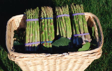 Cultivatori legume Germania