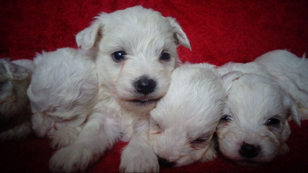 Coton de Tulear - Pui disponibili