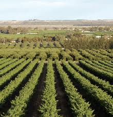 AGRICULTURA 1.000 EURO