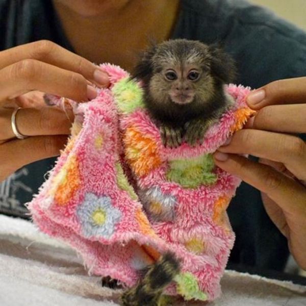 Maimutele fermecatoare de marmoset pentru adoptare     