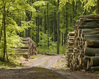 Domeniul Forestier Germania 1000 Euro