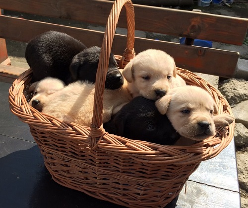 Pui labrador auriu si negru rasa pura