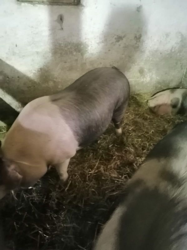 Vand porci pietrari si durok cu greutati diferite