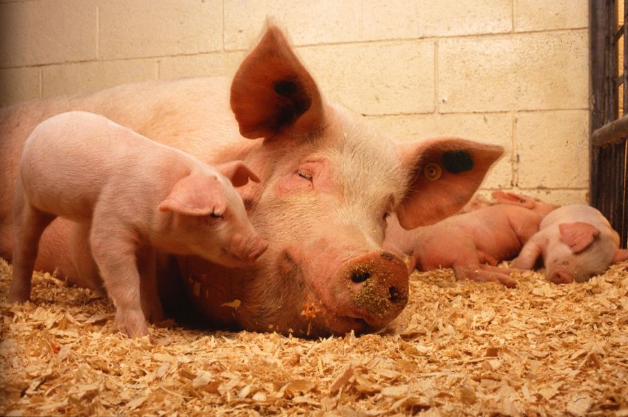 Germania ferma de porci 