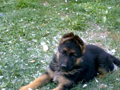 Pui ciobanesc german cu pedigree