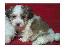 Vand catei Bichon Havanez.