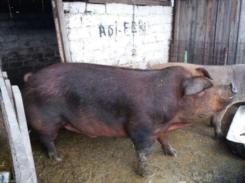 Vand 2 porci de 400kg cu 8lei/kg