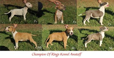 Vand catei AMSTAFF cu pedigree