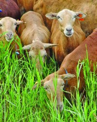 Angajam la ferme de animale in August!