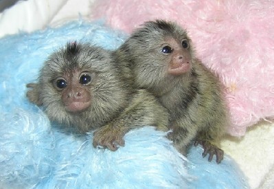 Frumos marmoset maimuţă folositor pentru a adopta Xmas   