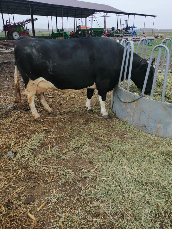 Vand o vaca Holstein gestanta in 8 luni 