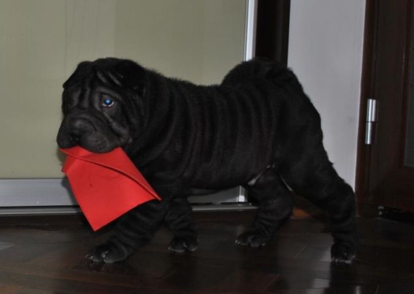 Pui shar-pei