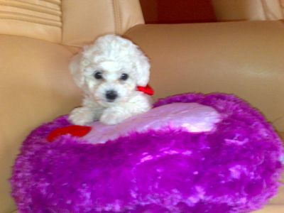  BICHON FRISE