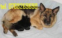 Vand catei ciobanesc german pt Paza si Protectie .tel.0768269690.