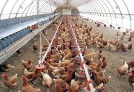 Ferme de animale