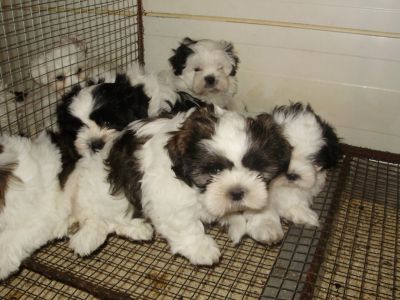 Shih-Tzu !!!