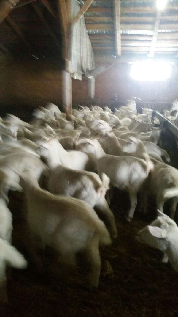Vand 150capre saanen toate gestante 