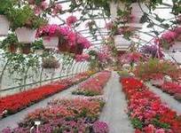Tocmai in sere de flori Germania