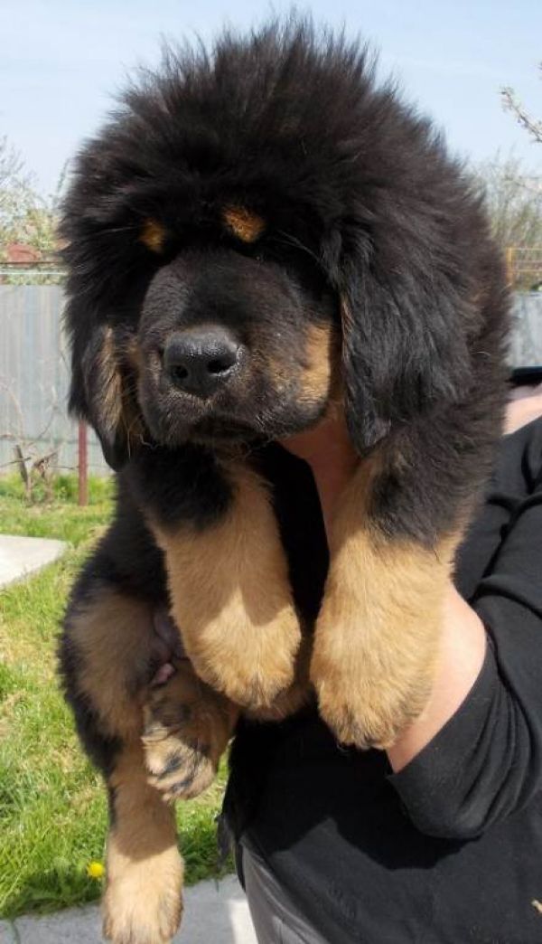 tibetan mastiff de vanzare