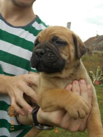 Vand catei Bullmastiff
