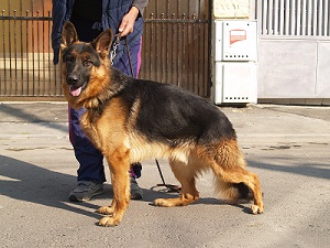 Mascul Ciobanesc German