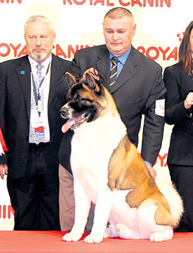 Pui Akita Amercian