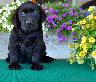 Pui Labrador Retriever NEGRU