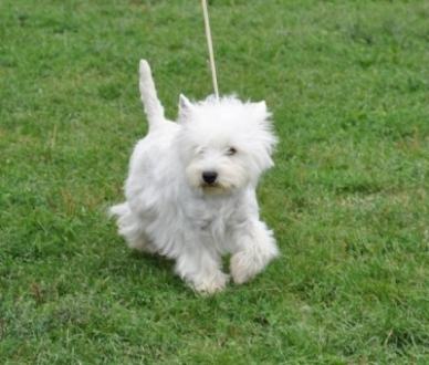 Vand pui WESTIE cu pedigree