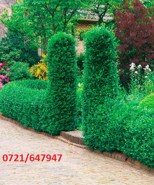 Gard viu permanent verde ligustrum, lemn cainesc (verde iarna )