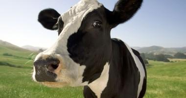 FERME DE BOVINE GERMANIA 