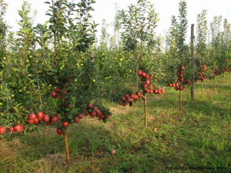 Pomi fructiferi altoiti, certificati