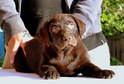 Pui Labrador Retriever Hidalgos Spirit