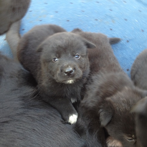 Vand catei rasa pura labrador
