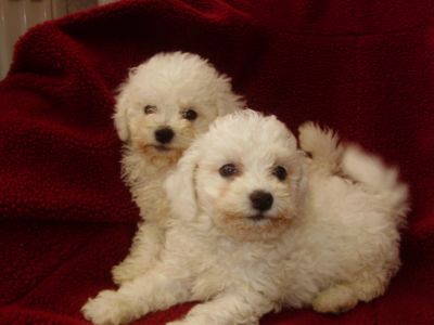 Bichon Frise !!!