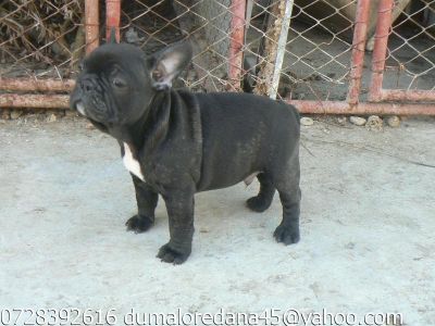 Pui Bulldog Francez
