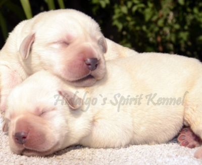 Pui Labrador Retriever AURIU