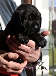 Pui Labrador Retriever NEGRI