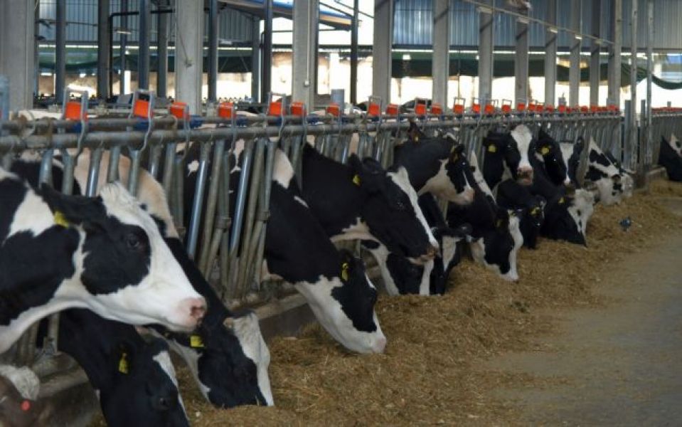 Angajator strain angajeaza femei/barbati, grupuri la ferma de vaci 1400-1600 Euro