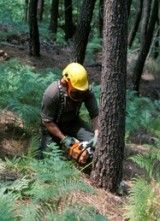 Domeniul forestier in Austria