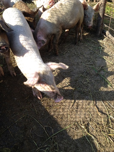 Vand porci bailesti