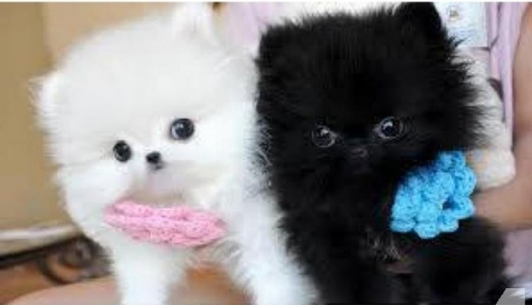 Două cățeluși Pomeranian T-Cup pentru Crăciun      