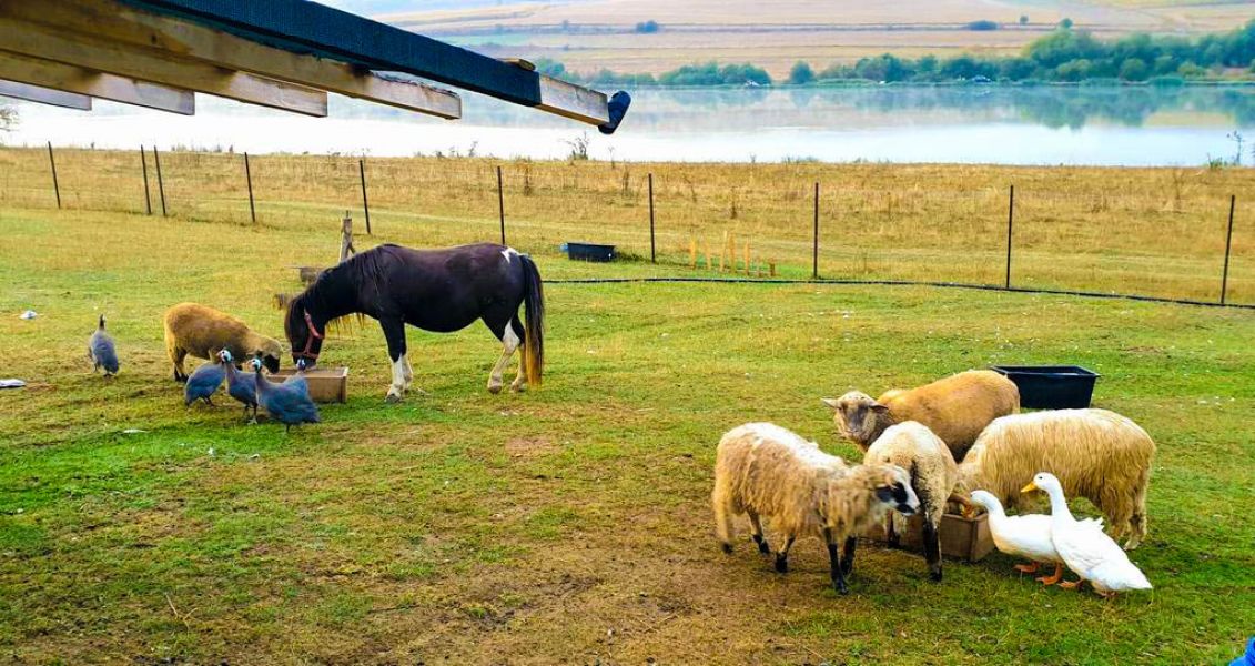 Ingrijitori la ferme de animale in germania