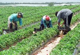 URGENT MUNCA IN AGRICULTURA GERMANIA/1200 EURO