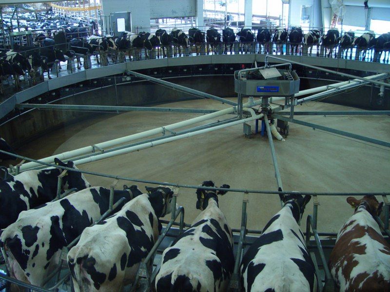 Muncitori la ferme de vaci in Germania 1500 euro