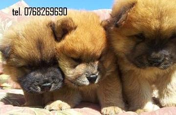 Vand catei chow chow . tel. 0768269690.