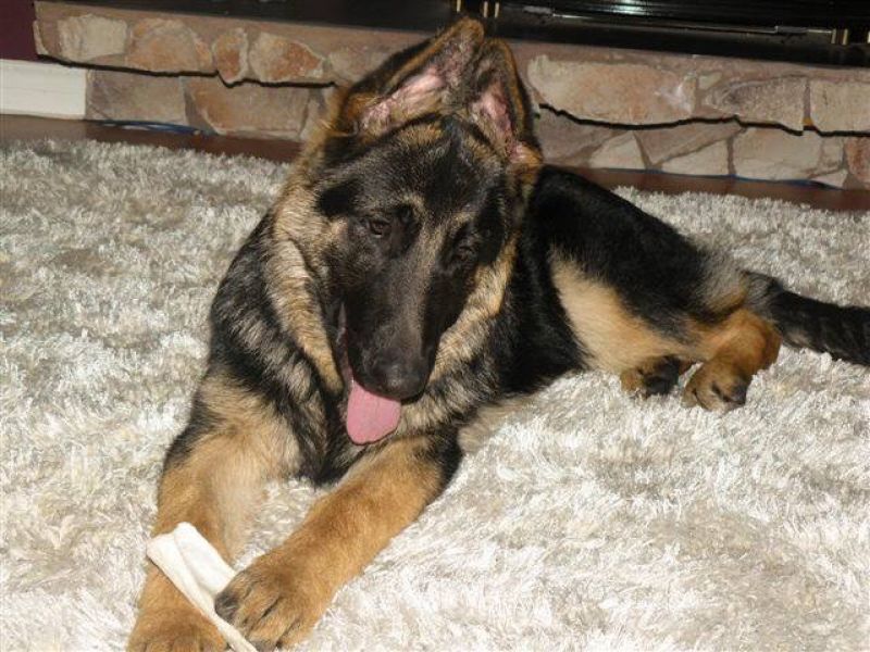 Dresaj canin de specialitate