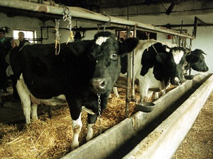 Ferme animale
